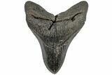5.22" Fossil Megalodon Tooth - South Carolina - #197896-1